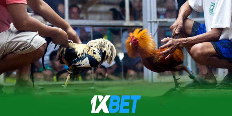 Các kiểu hình đá gà 1xbet phổ biến nhất