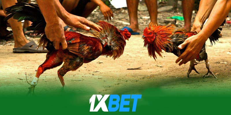 Đá gà 1xbet | Bí quyết chiến thắng đá gà trên nền tảng 1xbet